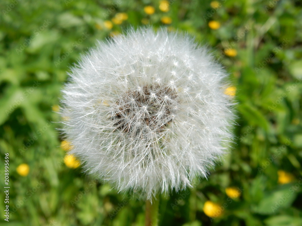 Fototapeta premium dandelion on green background