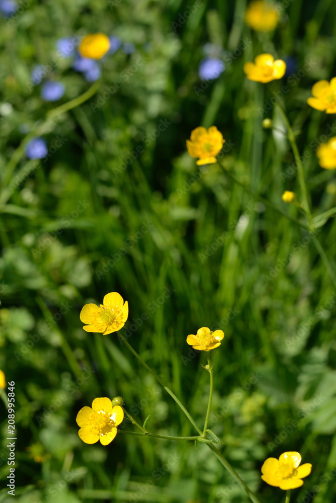 Tiny Yellow Flowers In Grass Best Flower Site