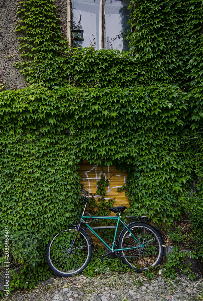 Bike and an ivy wall 
