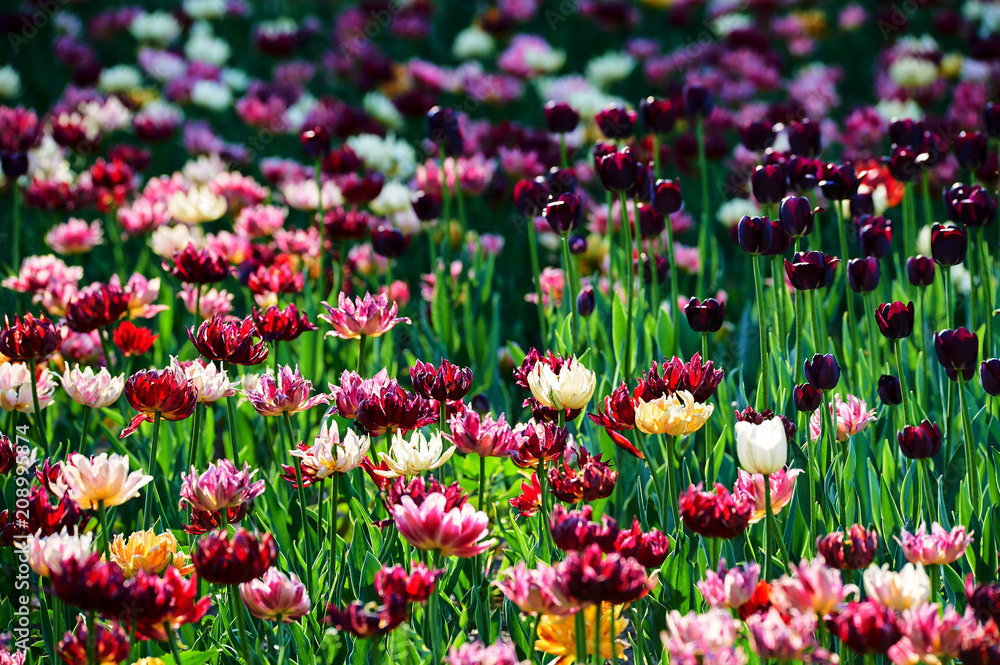 The scenic of tulips in the garden.