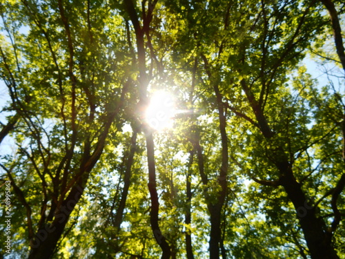 rays of sun in the forest