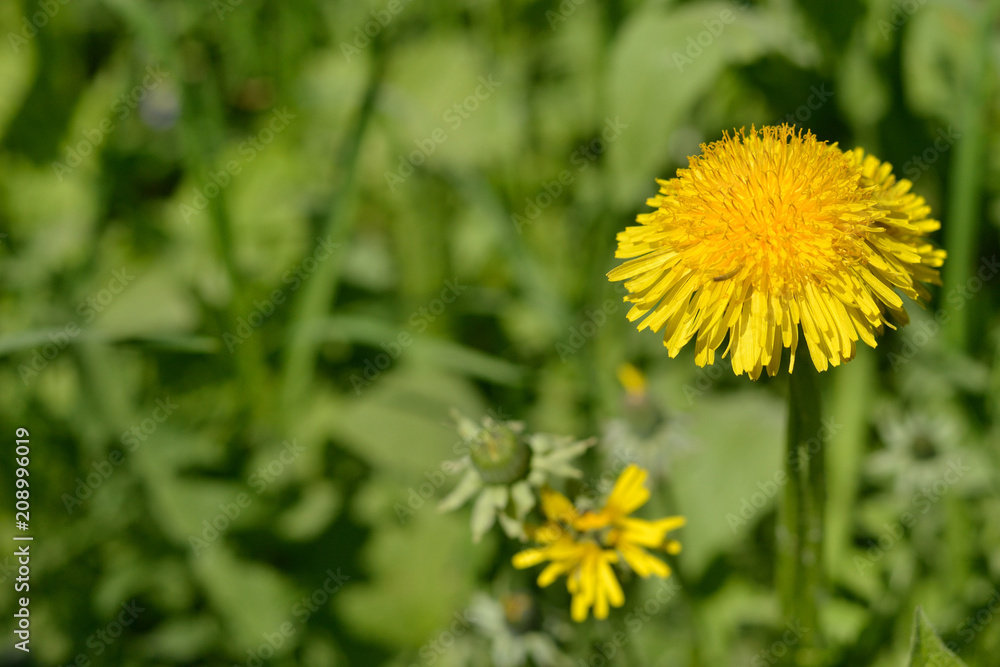 A bright yellow dandelion on a green background.
A single large flower dandelion on background of grass. A bright yellow dandelion on a green background.
A single large flower dandelion on background of grass.