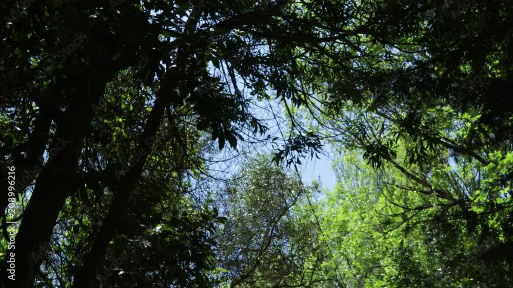 Florest road in Sintra