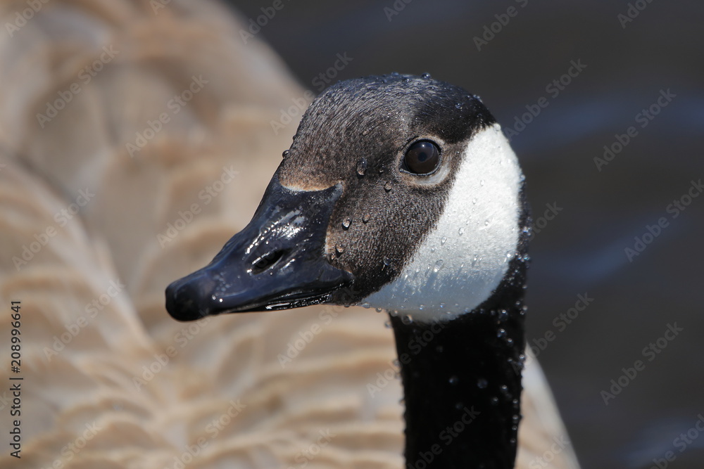 Canada Goose closeup Stock Photo Adobe Stock
