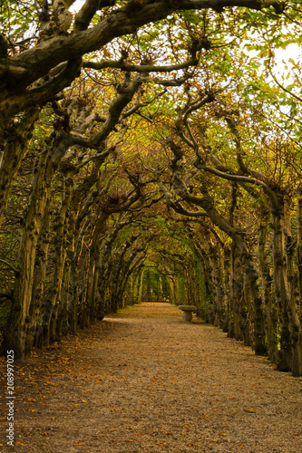 Tunnel of trees