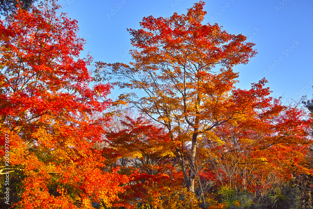 京都嵐山の紅葉

