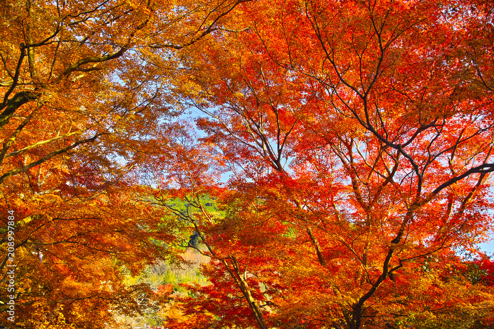 京都東山の紅葉

