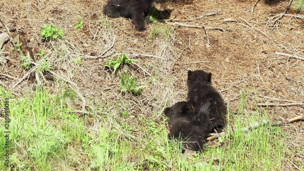 Wild black bear cubs playing on hillside in Yellowstone park. Wild black bear cubs playing on hillside in Yellowstone park.