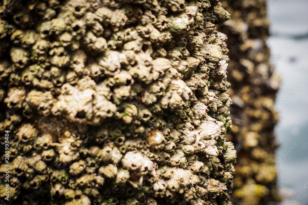 barnacles covering a post barnacles covering a post