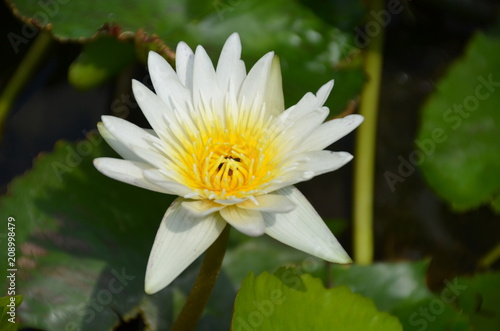 lotus flower thai