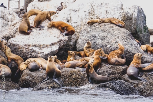 juveline california sea lions photo