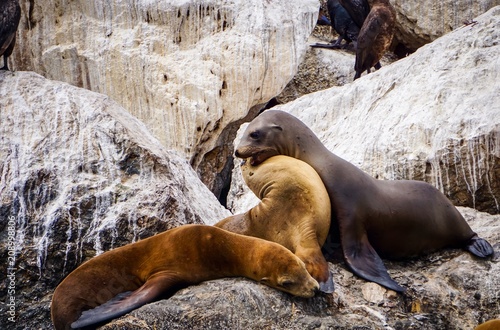 sea lions butting heads