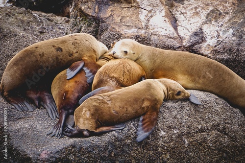 sea lions huddled in a group