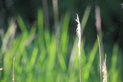 Grass and golden light at sun rise. for background,blur focus for background