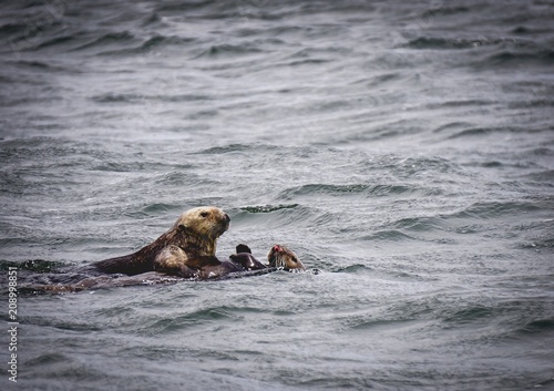 sea otters in the ocean