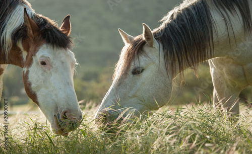 Two horses, a grey and a paint, eating long grass in a field close together