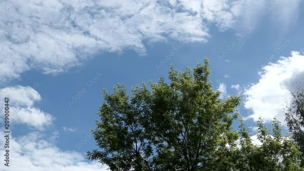 Blue Sky, Clouds And Branchs Of Tree Blue Sky, Clouds And Branchs Of Tree