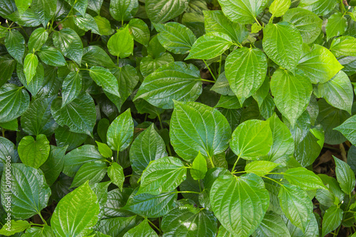 Green Herb Betel Leaf bush or piper is the leaf of a vine belonging to the piperaceae family, which includes pepper and kava. Famous herb in Thailand call Chaplu. photo