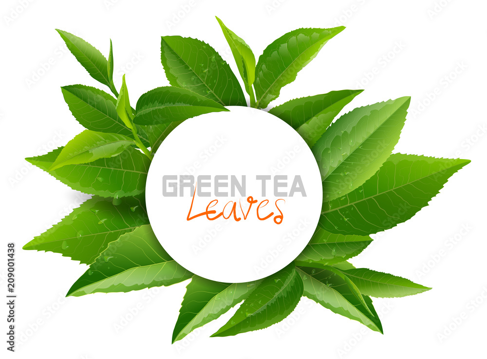 custom made wallpaper toronto digitalVector green tea frame with tea leaves and drops on white background.