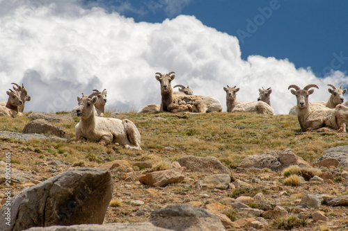 Big Horn Sheep Mt. Evans, Colorado