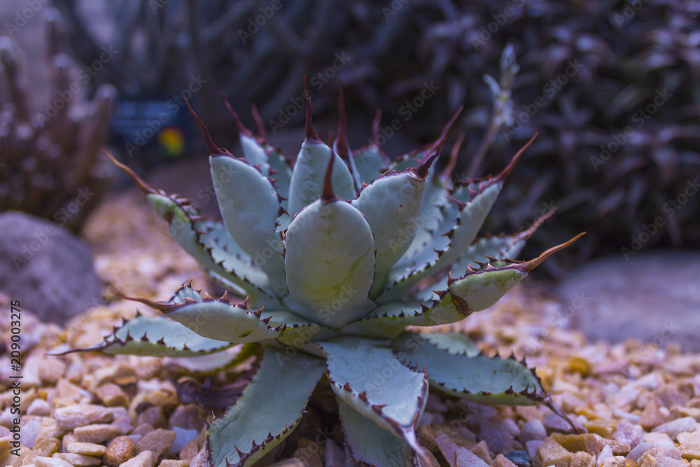 Coral Aloe Plant Coral Aloe Plant