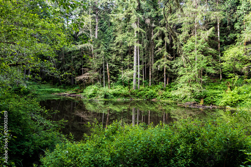 Fototapeta Leśny staw z bujnym zielonym wiosennym porostem i odbiciem