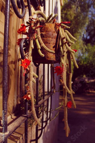 Cactus en tarde calurosa con flores rojas photo