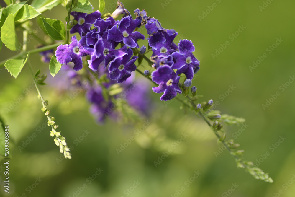 Close-up purple flora blossom on green nature background in the garden. Position on top left of the image.