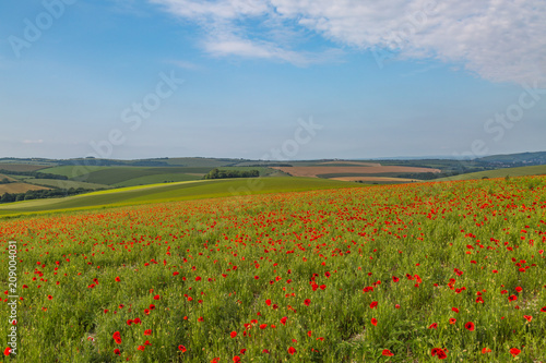 A Poppy Field in Sussex