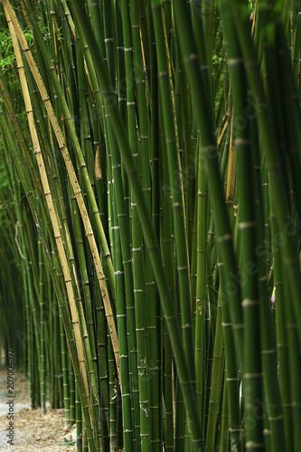 Close-up Bamboo tree in formal garden.