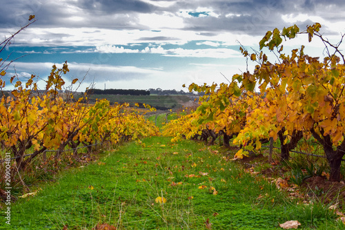  vines and sky