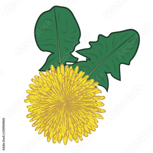 Fototapeta Naklejka Na Ścianę i Meble -  Dandelions flower vector illustration