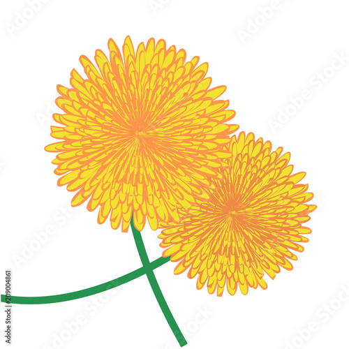 Fototapeta Naklejka Na Ścianę i Meble -  Dandelions flower vector illustration