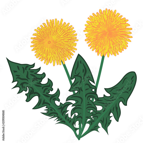Fototapeta Naklejka Na Ścianę i Meble -  Dandelions flower vector illustration
