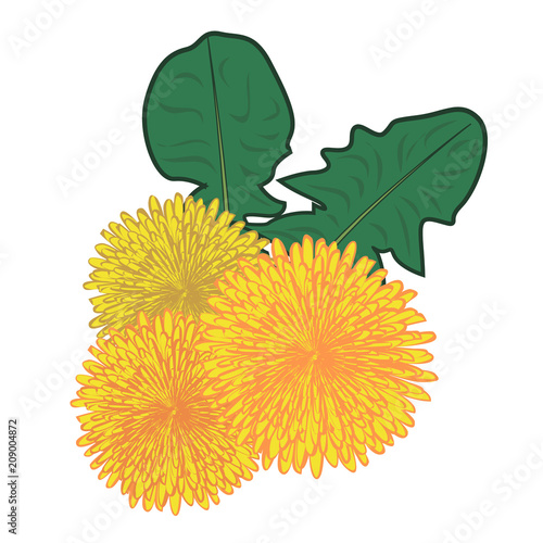 Fototapeta Naklejka Na Ścianę i Meble -  Dandelions flower vector illustration