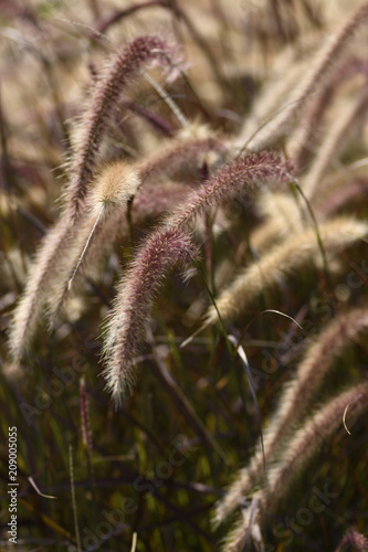 Close-up, African Fountain Grass or Fountain Grass or Purple Grass grow.