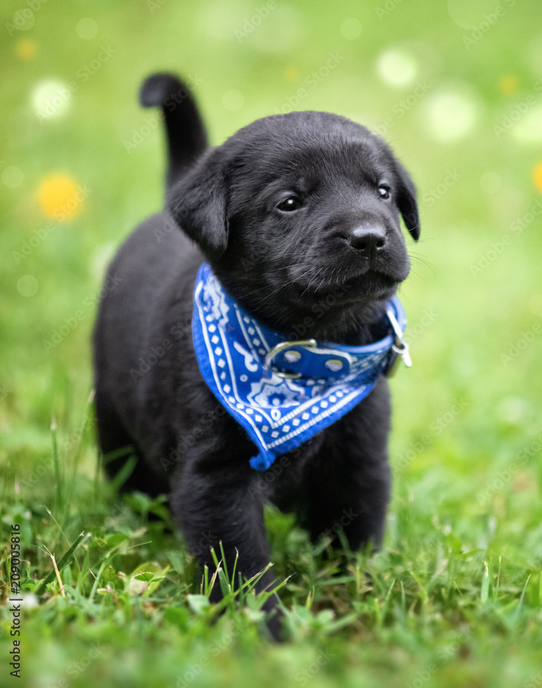 Playful black lab puppy Playful black lab puppy