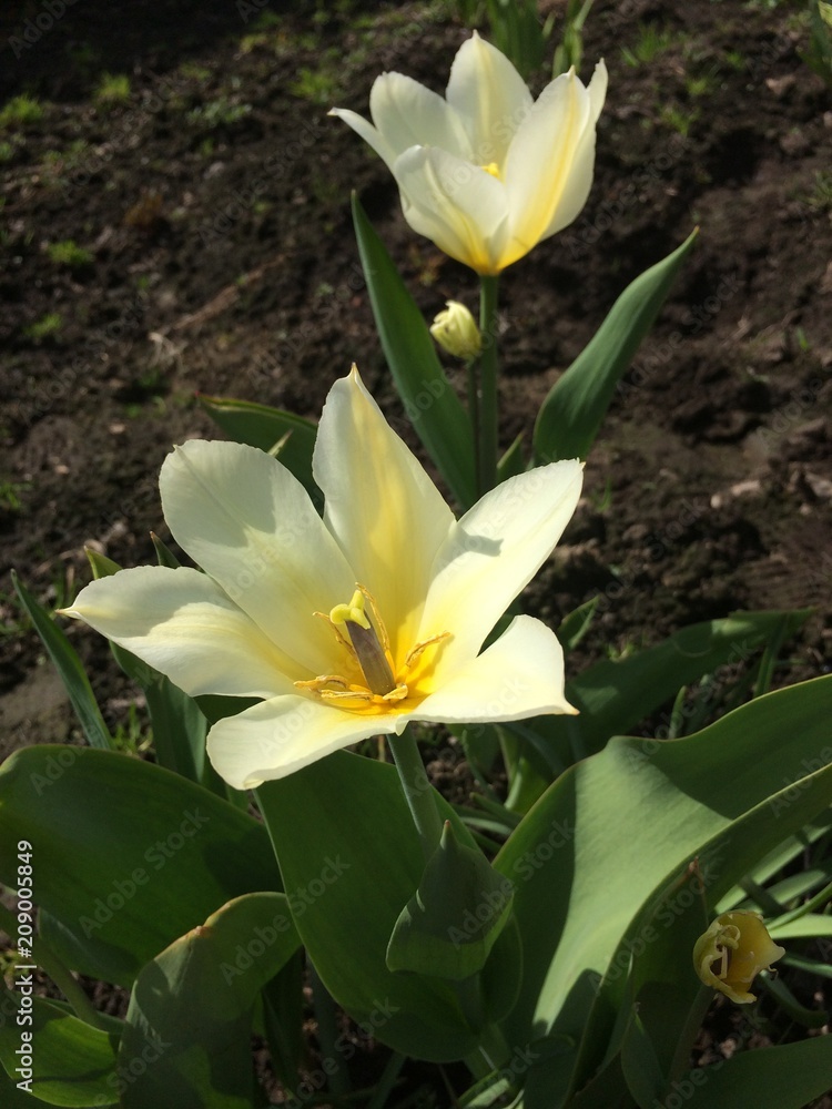 Obraz premium Blossom garden flower tulip