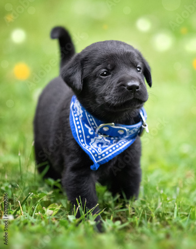 Playful black lab puppy