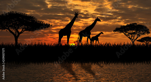 Giraffes on the river bank                                                                                                                                         
