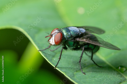 Obraz na płótnie Macro fly green