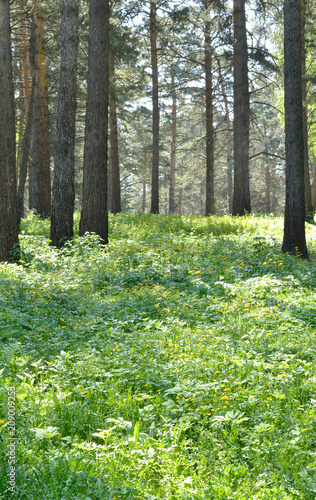 Glade in a pine forest. Vertical shot. Thick green grass with yellow flowers. The trunks of pine trees are in the background.