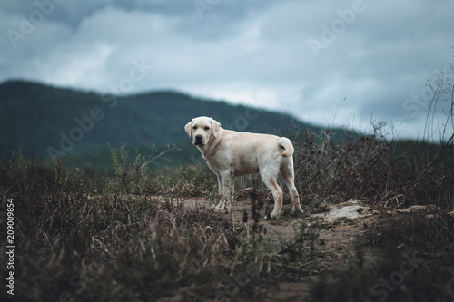 the dog Labrador Retriever Four months in the outdoor 