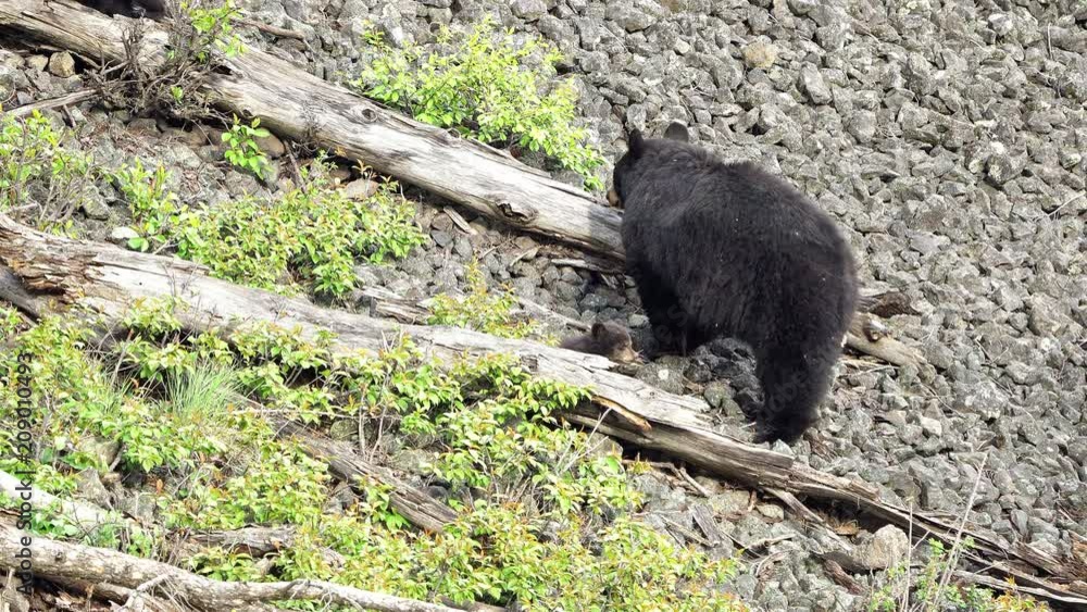 Sow black bear leading her cubs over rocky terrain on hillside in the ...