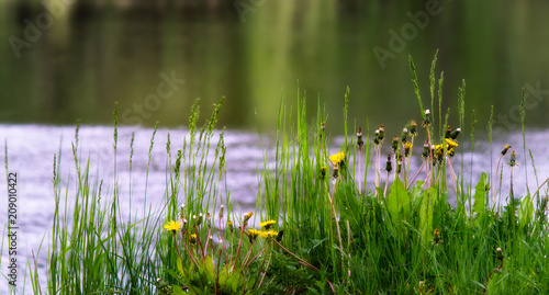 Shore of a forest lake.The dandelion meets dawn.