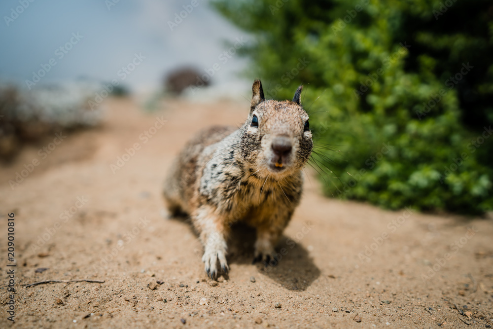 Naklejka premium curious squirrel