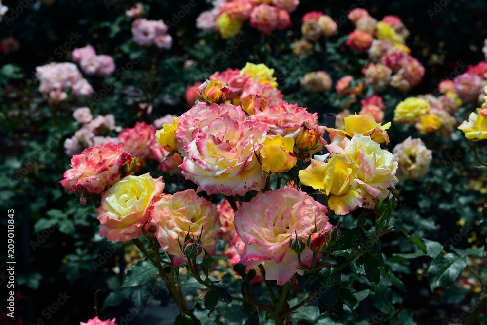 薔薇 薔薇