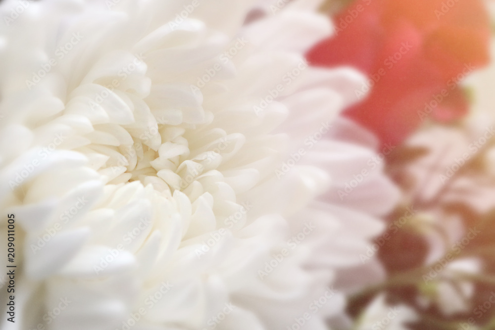 Closeup of white chrysant flower (chrysanthemum) beautiful white petals natural background with soft beautiful sunlight flare. Closeup of white chrysant flower (chrysanthemum) beautiful white petals natural background with soft beautiful sunlight flare.