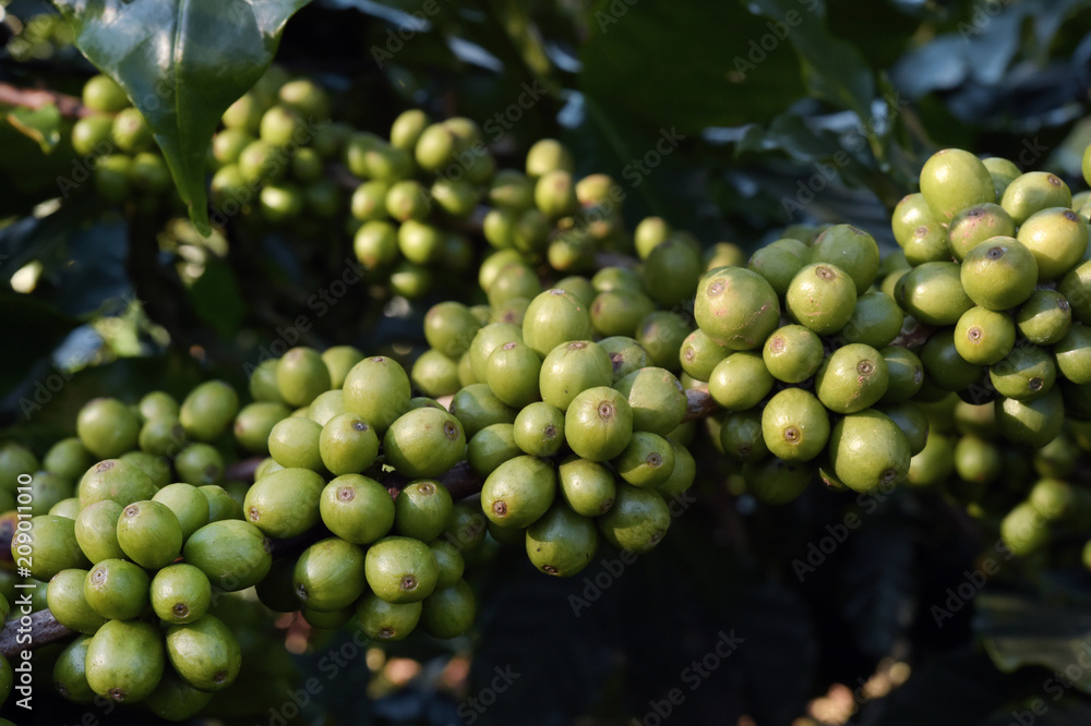 Green coffee beans on stem