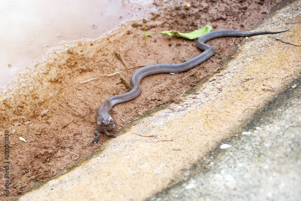 Brown spitting cobra eating toad or frog in wetland. Dangerous animal and poisonous snake species in countryside. Brown spitting cobra eating toad or frog in wetland. Dangerous animal and poisonous snake species in countryside.